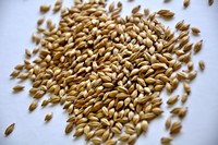 Cara Malt (British)